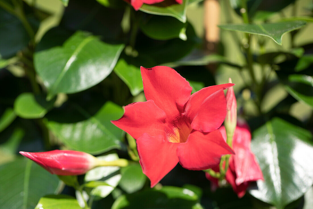 Mandevilla sanderi, red