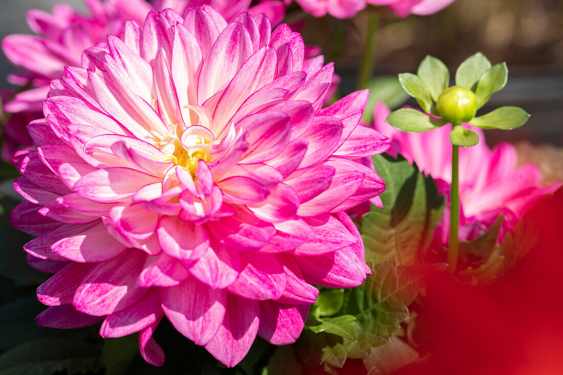 Dahlia, pink