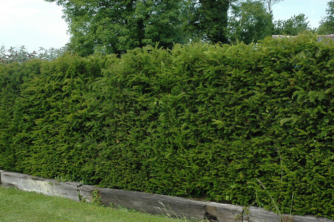 Conifer hedge