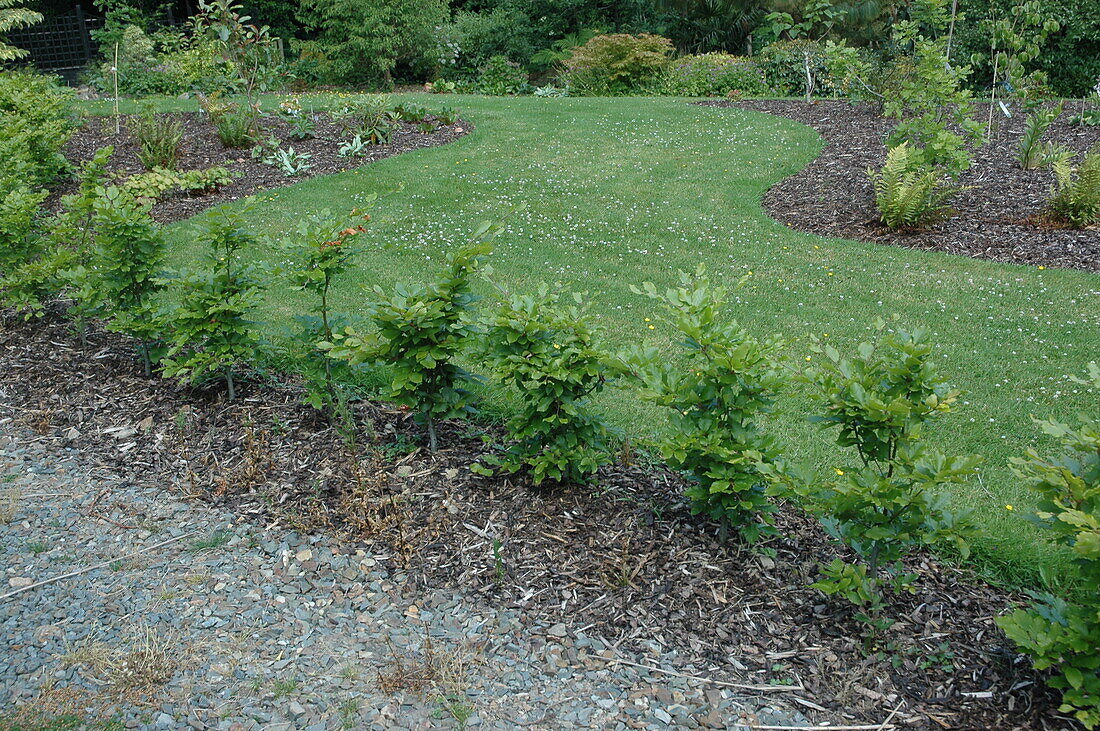 neu gepflanzte Hecke