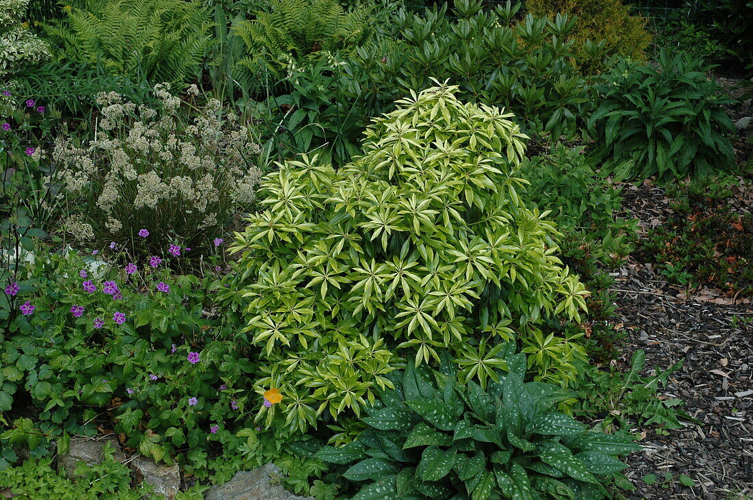 Pieris japonica