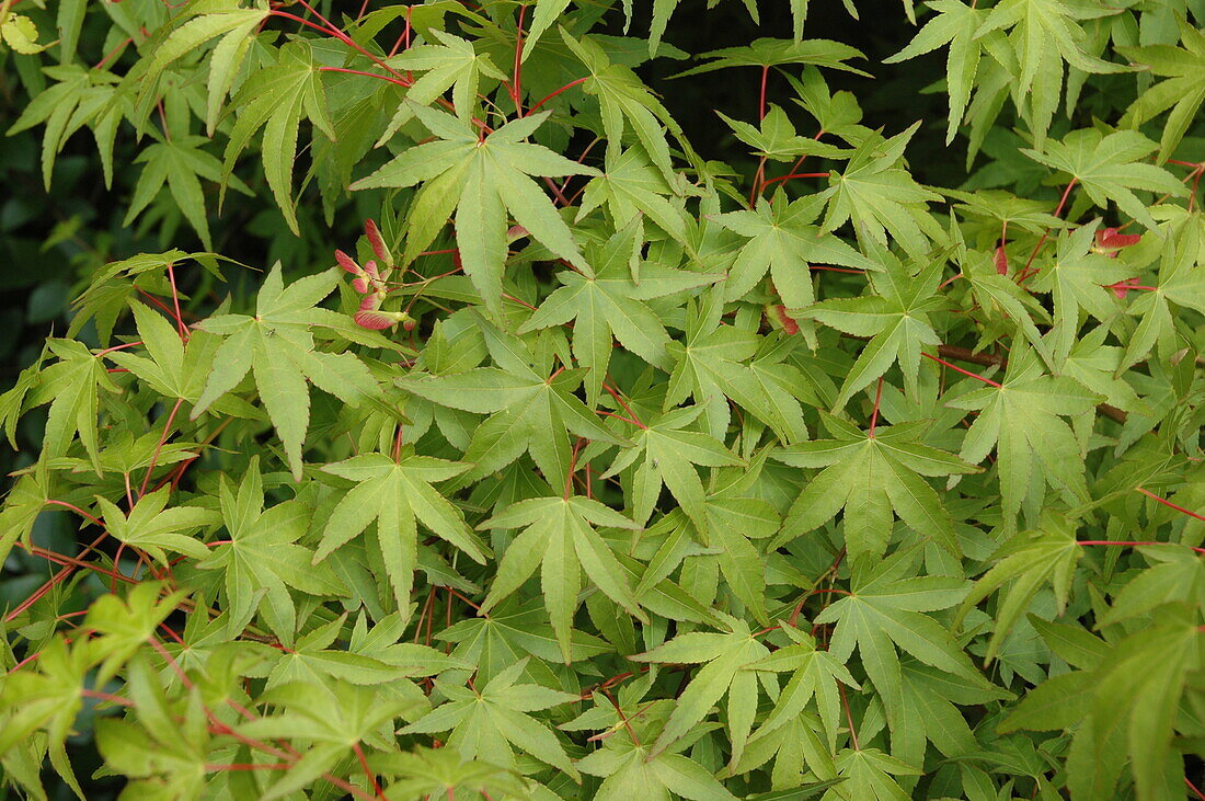 Acer palmatum 'Osakazuki' trees