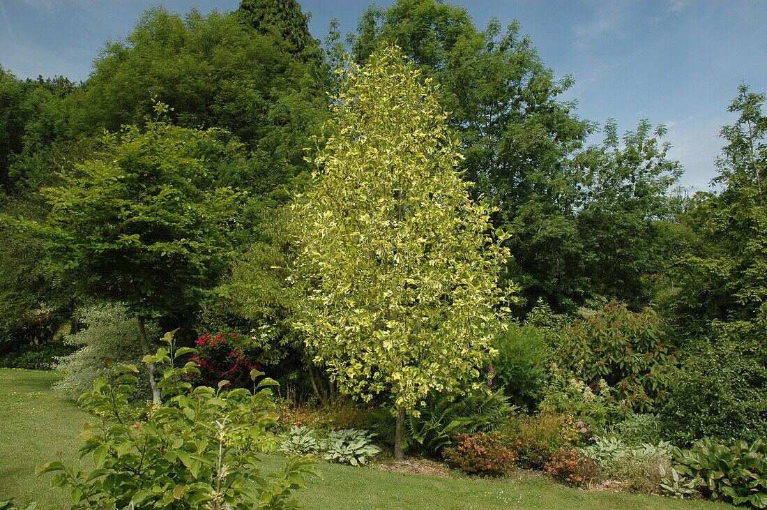 Liriodendron tulipifera 'Aureomarginatum'