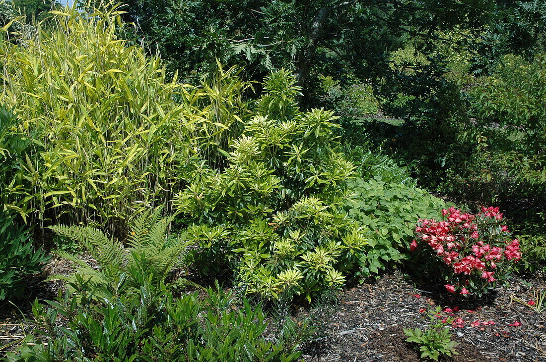 Pieris japonica