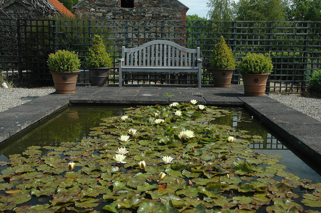 Pond with water lilies