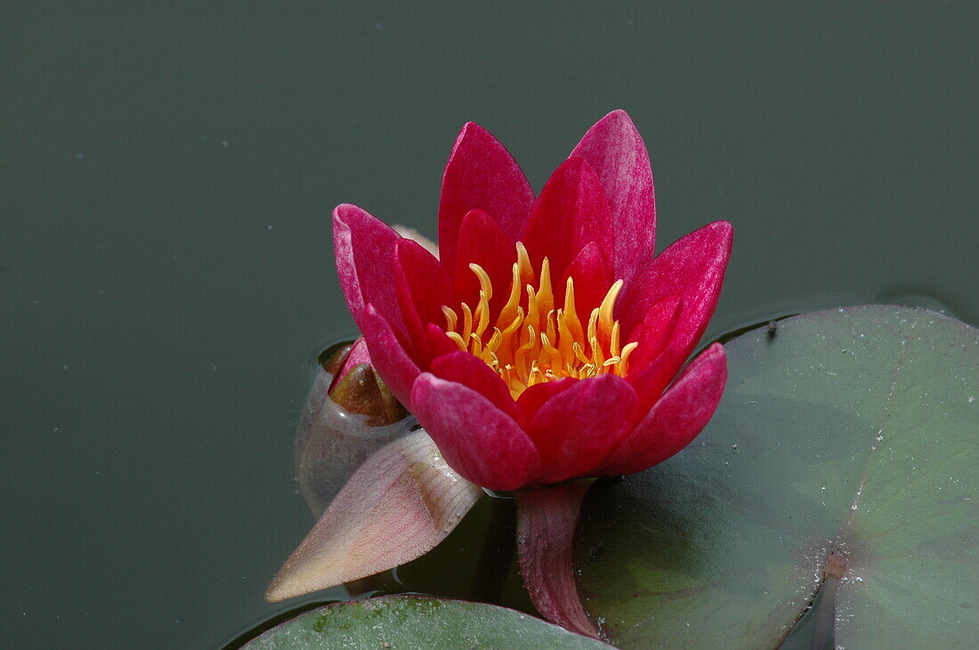 Nymphaea, red