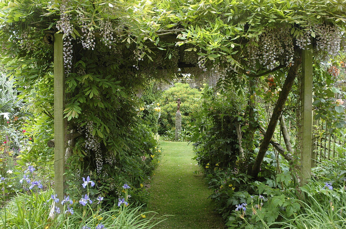 Wisteria sinensis