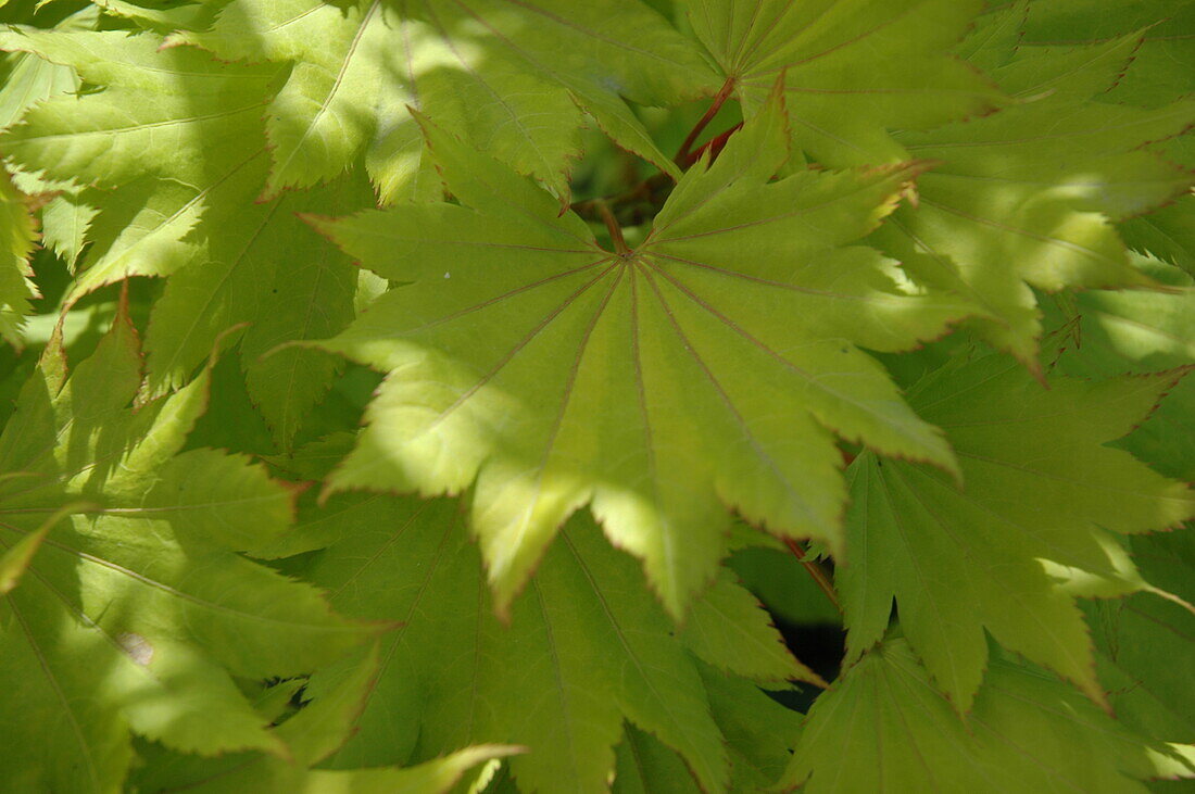 Acer japonicum 'Vitifolium