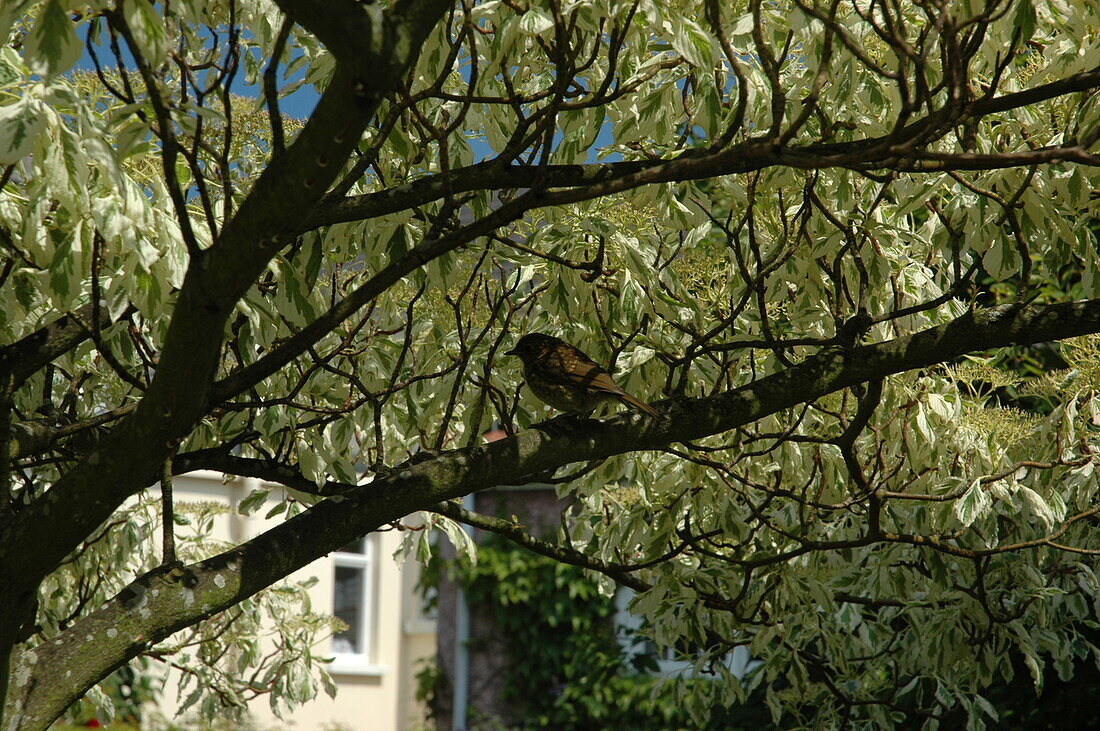 Vogel im Baum