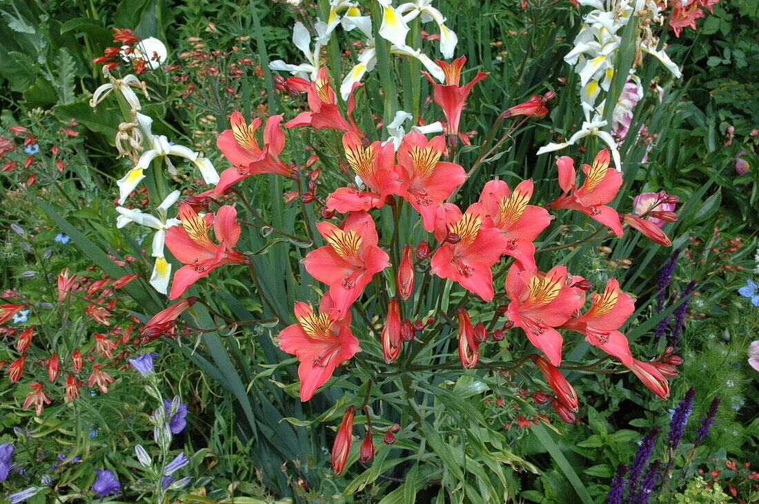 Alstroemeria, red