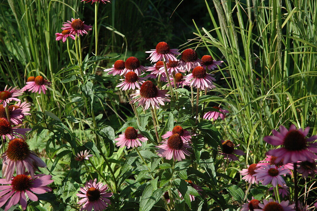 Echinacea purpurea 'Magnus'