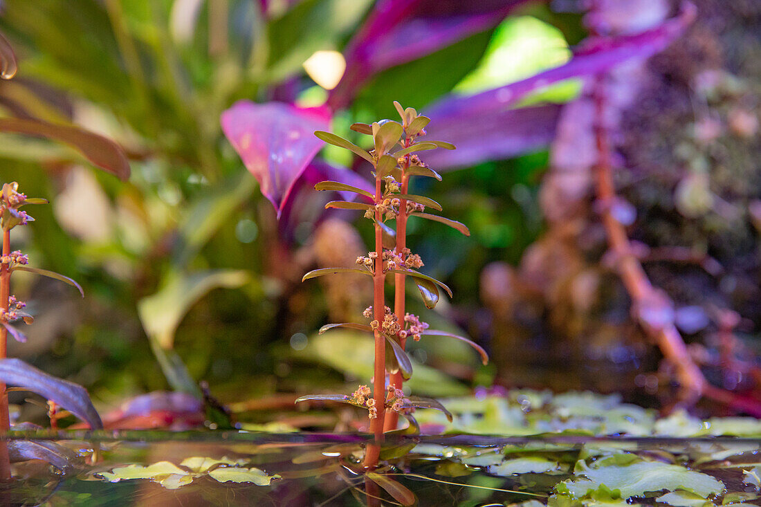 Wasserpflanzen