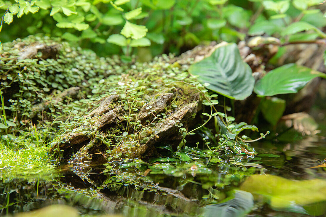 Aquatic plants