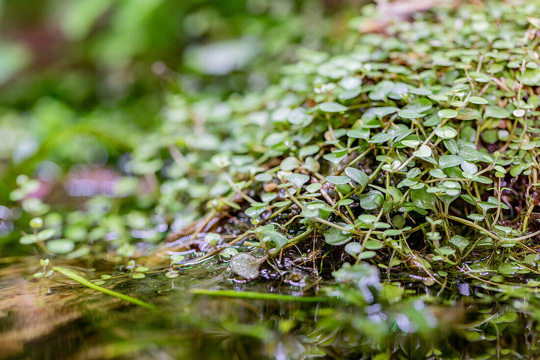 Water plants