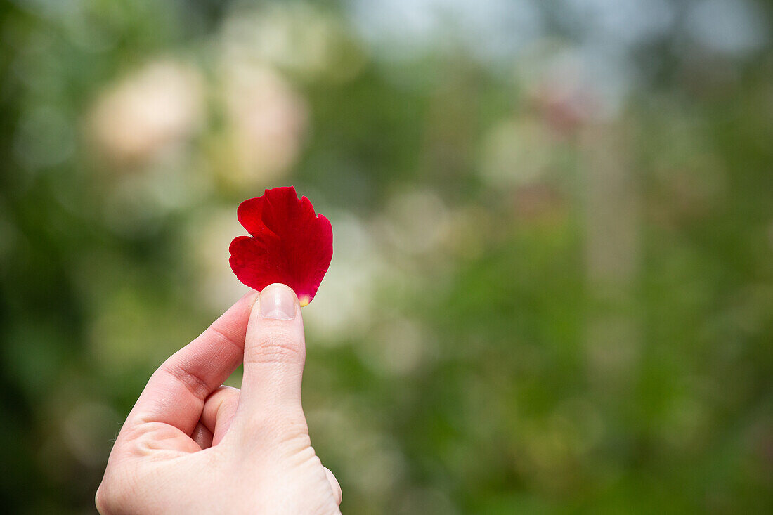 Rose petal