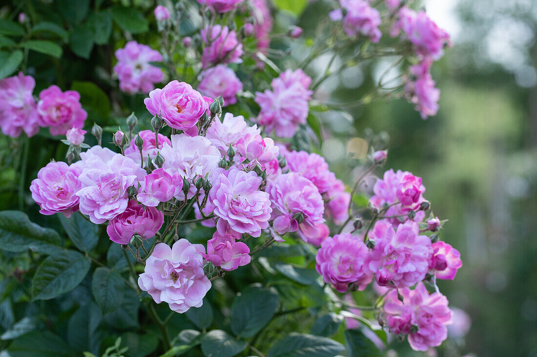 Rosa multiflora 'Dawson'