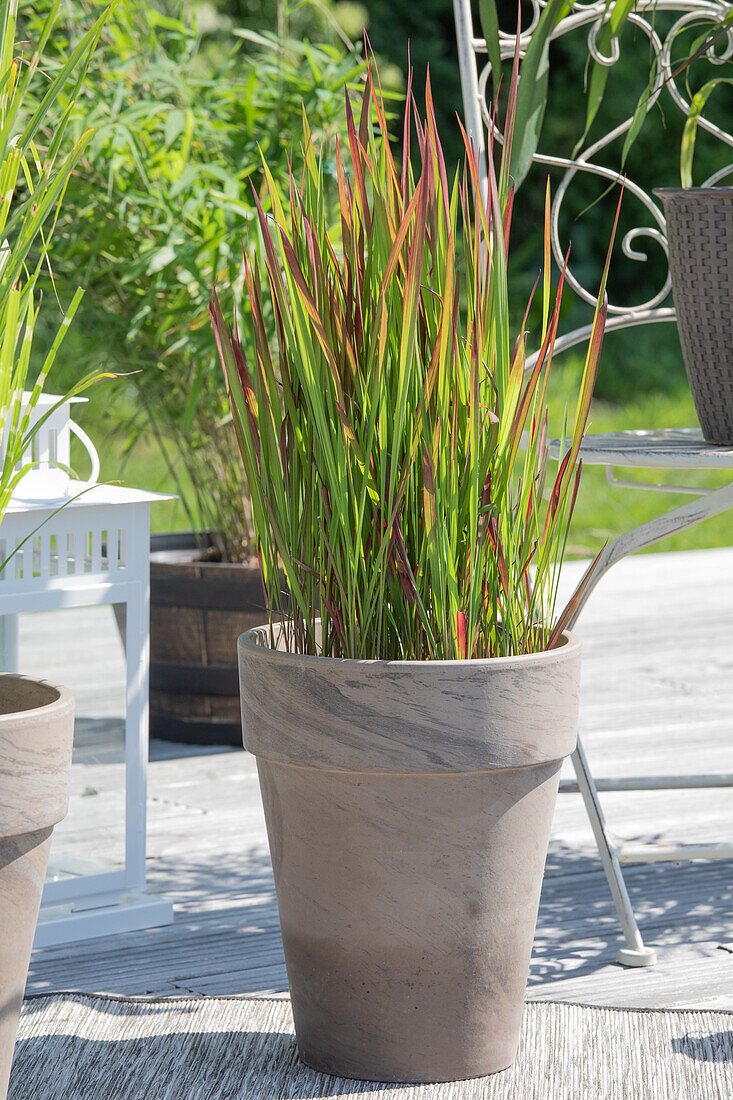 Imperata cylindrica 'Red Baron'