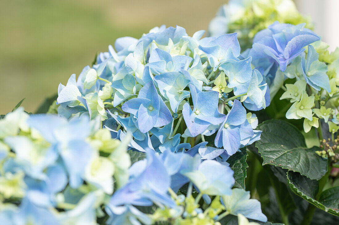 Hydrangea macrophylla, blue