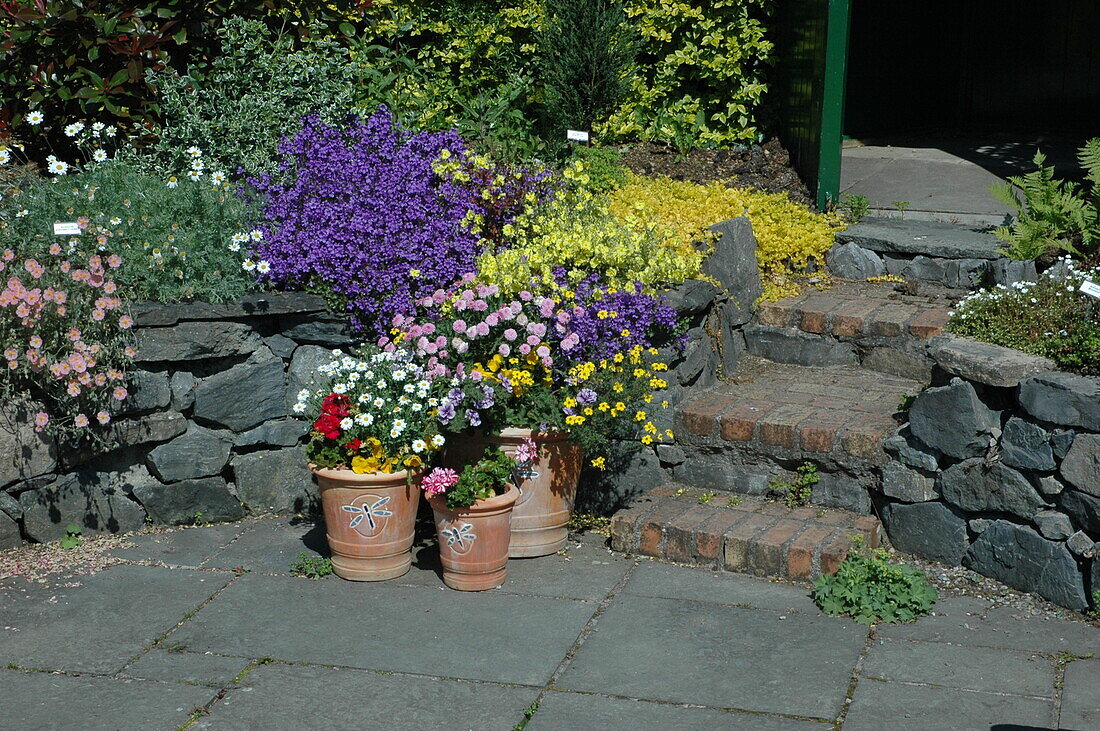 Potted plant