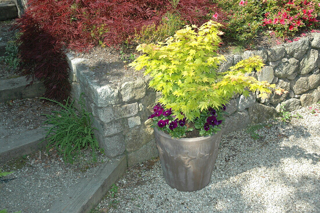 Acer palmatum 'Aureum' (Aureum)