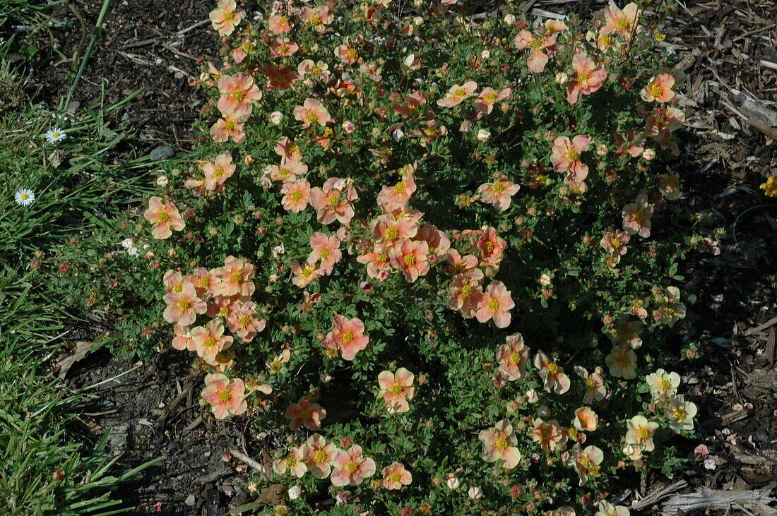 Potentilla fruticosa, apricot