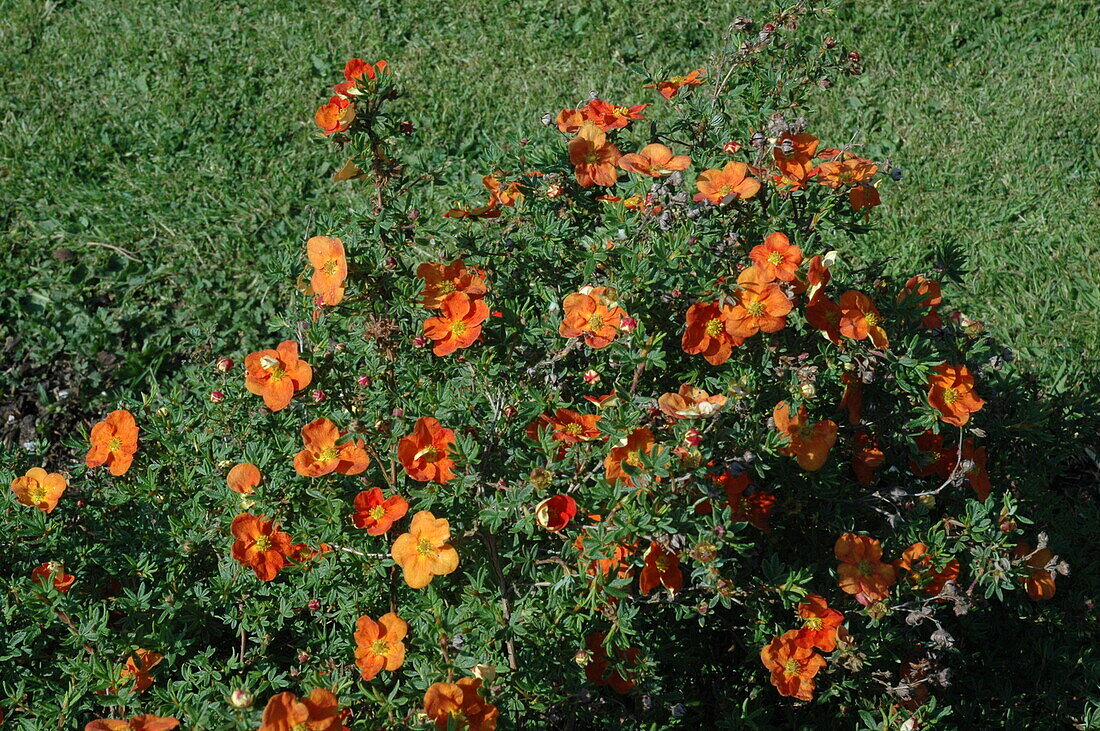 Potentilla fruticosa 'Red Ace'