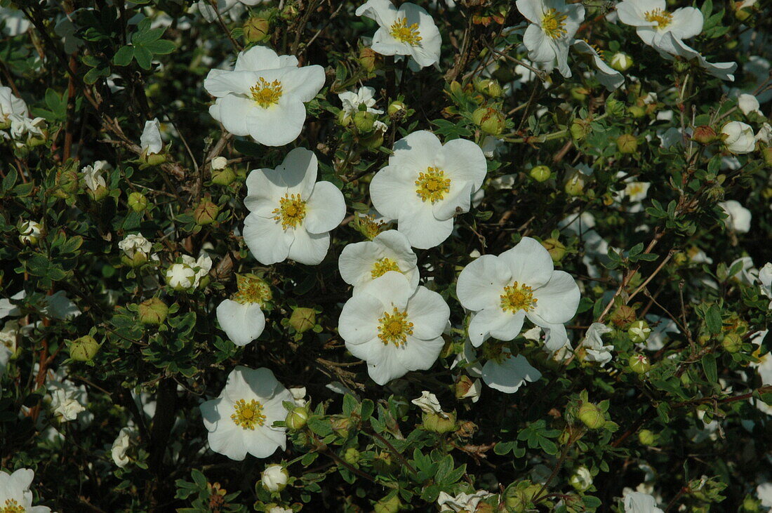 Potentilla fruticosa 'Wychbold White'.