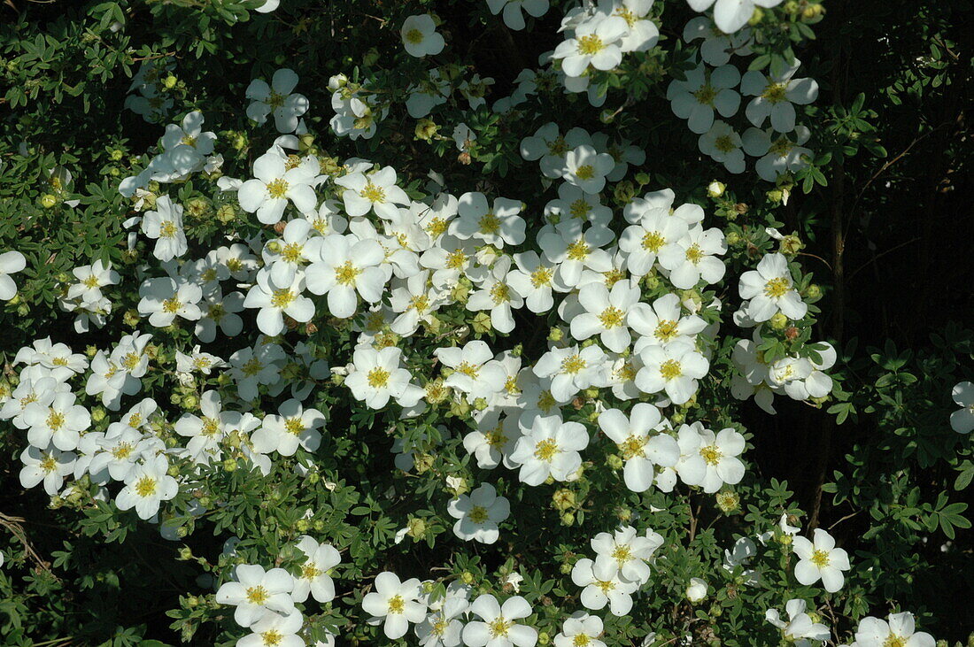 Potentilla fruticosa, white