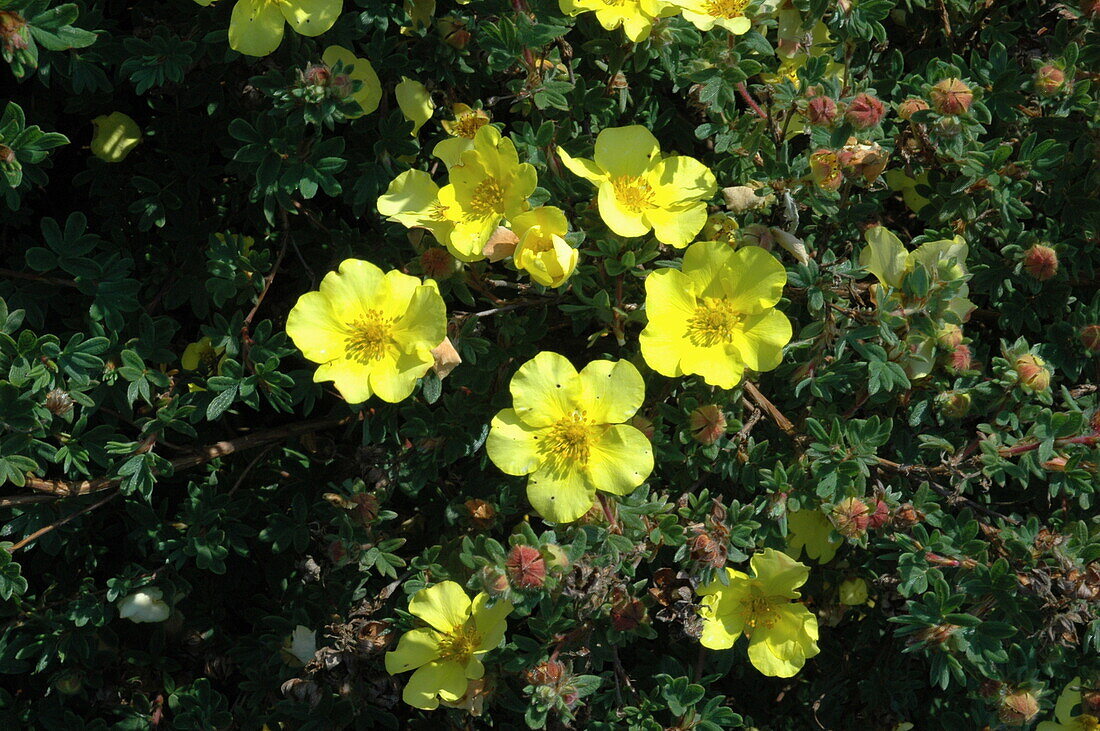 Potentilla fruticosa 'Elizabeth'