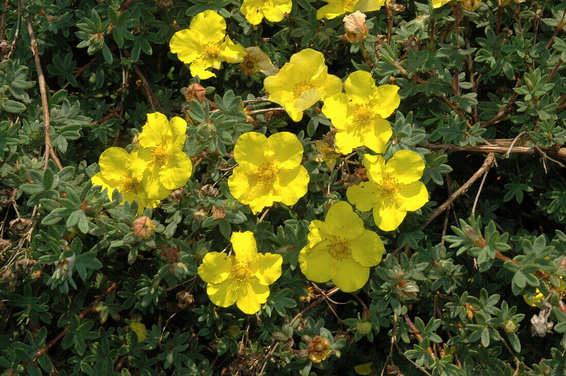 Potentilla fruticosa 'Olympic Mountains'