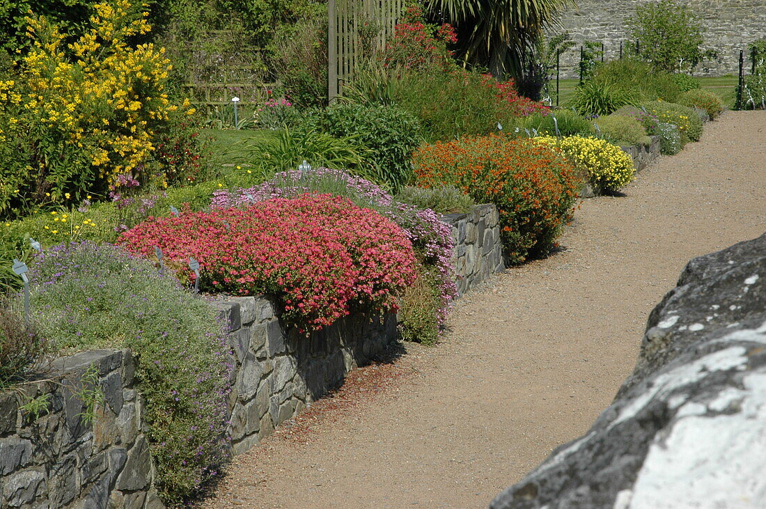 Rockery perennials