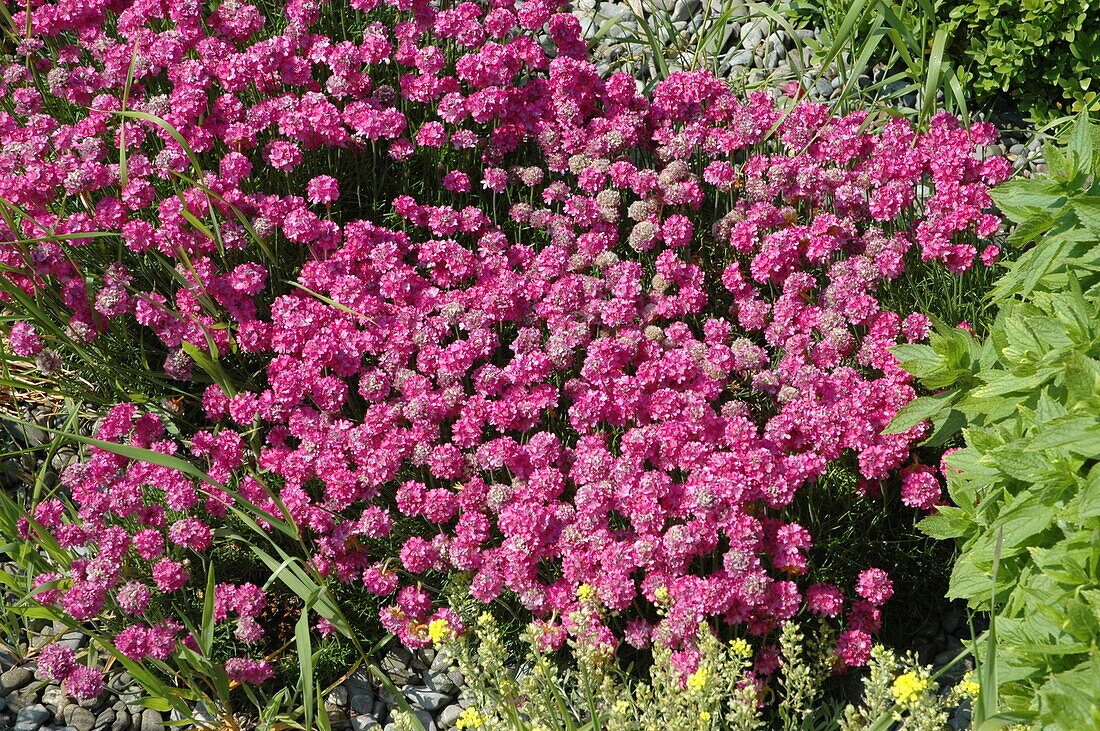 Armeria maritima