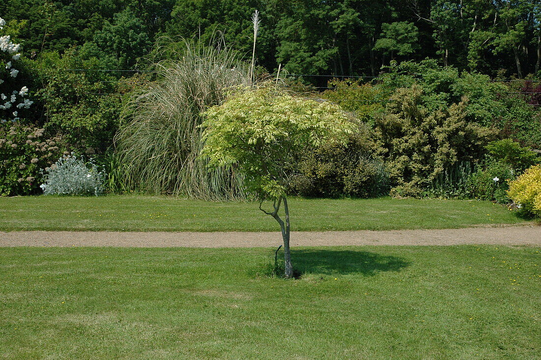 Koelreuteria paniculata, Stamm