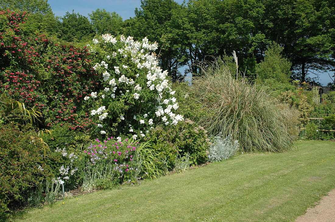Garden view with white lilac