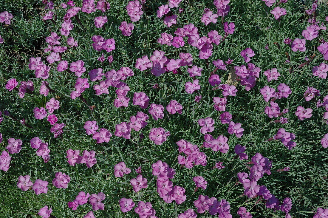 Dianthus gratianopolitanus