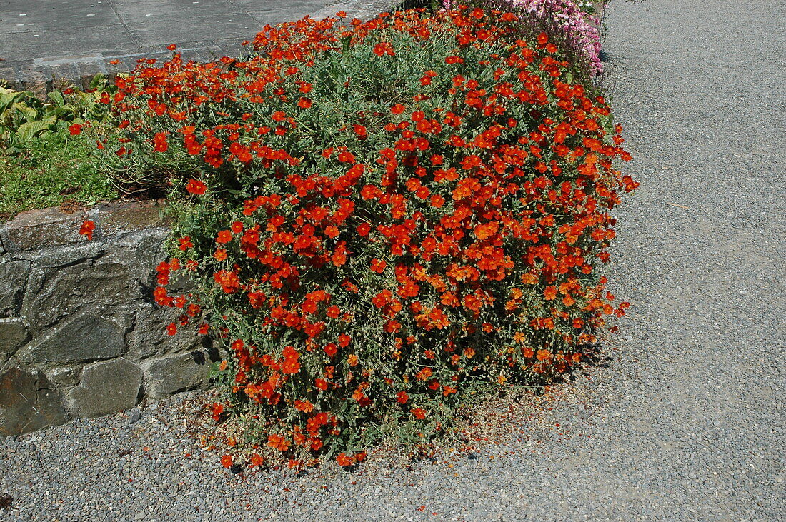 Helianthemum Fire Dragon