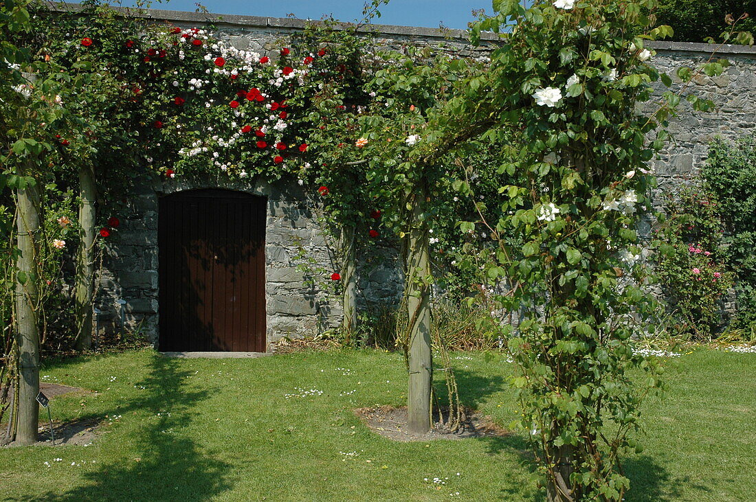 Pergola with climbing roses