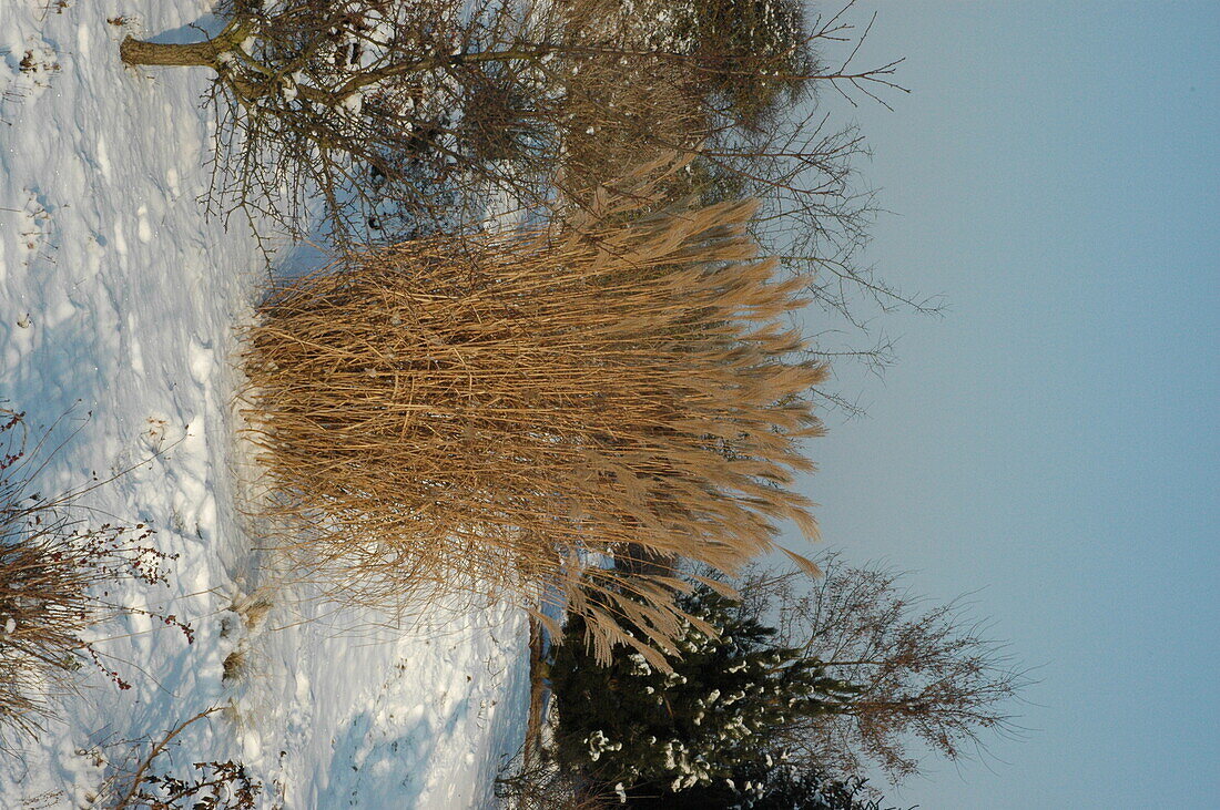 Chinese reed in the snow