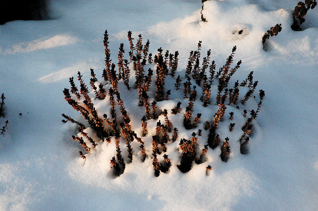 Heide im Schnee