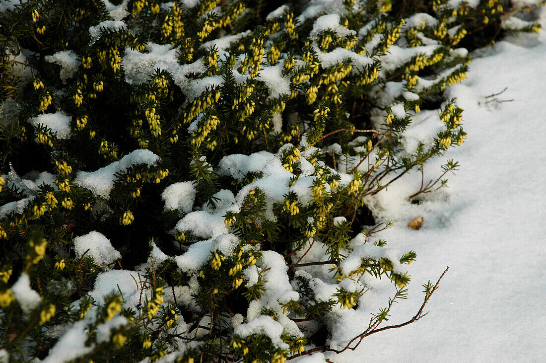 Heide im Schnee