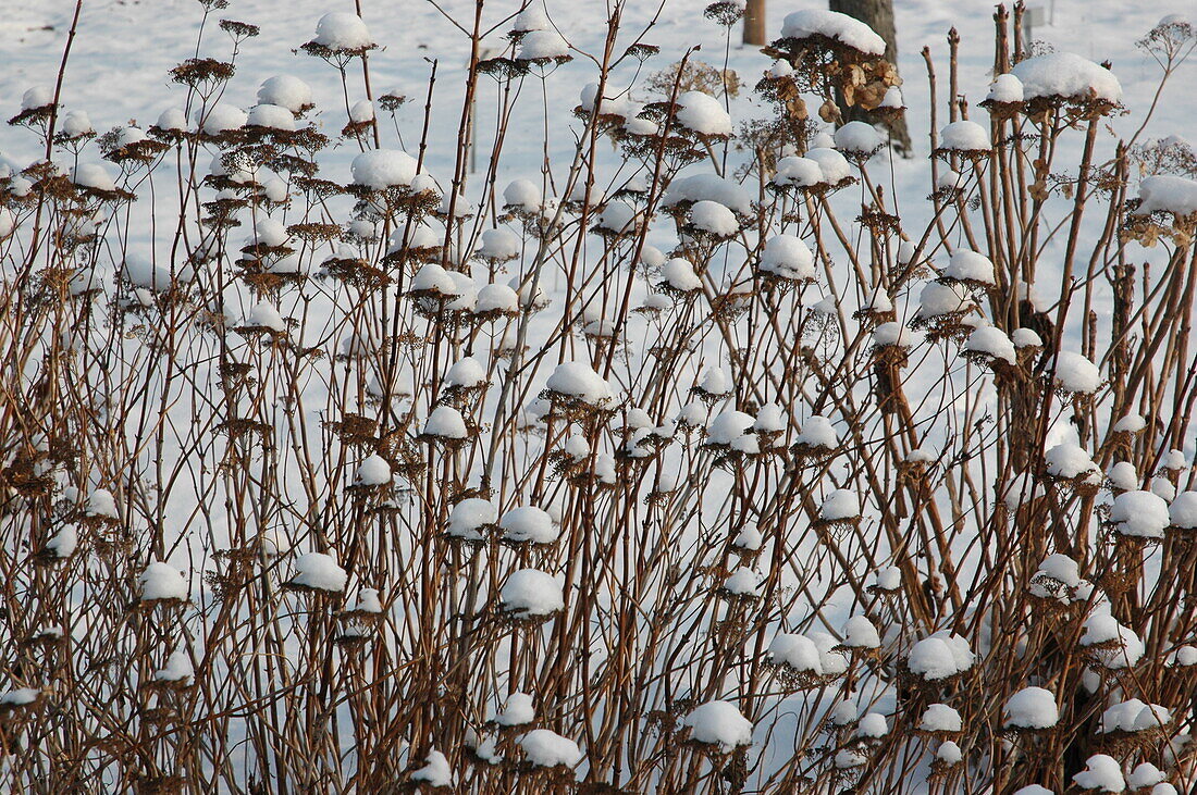 Hortensienblütenstände im Schnee