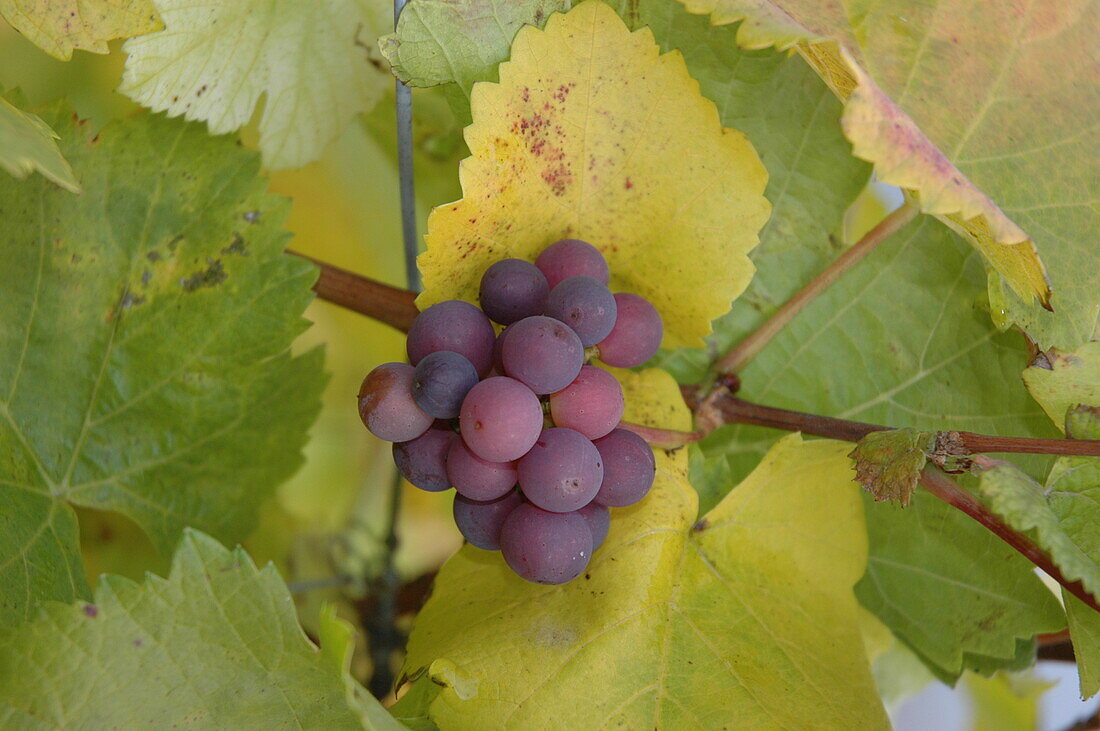 Vitis vinifera, rot