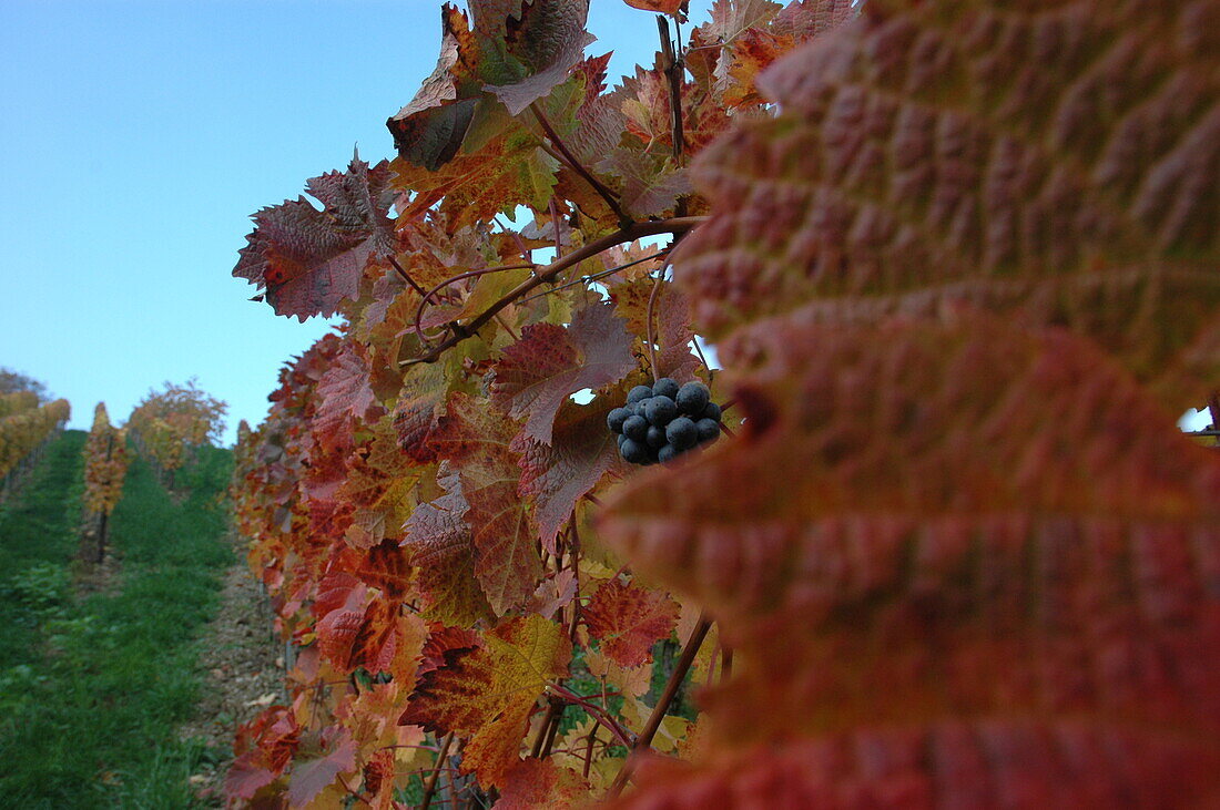 Vitis vinifera