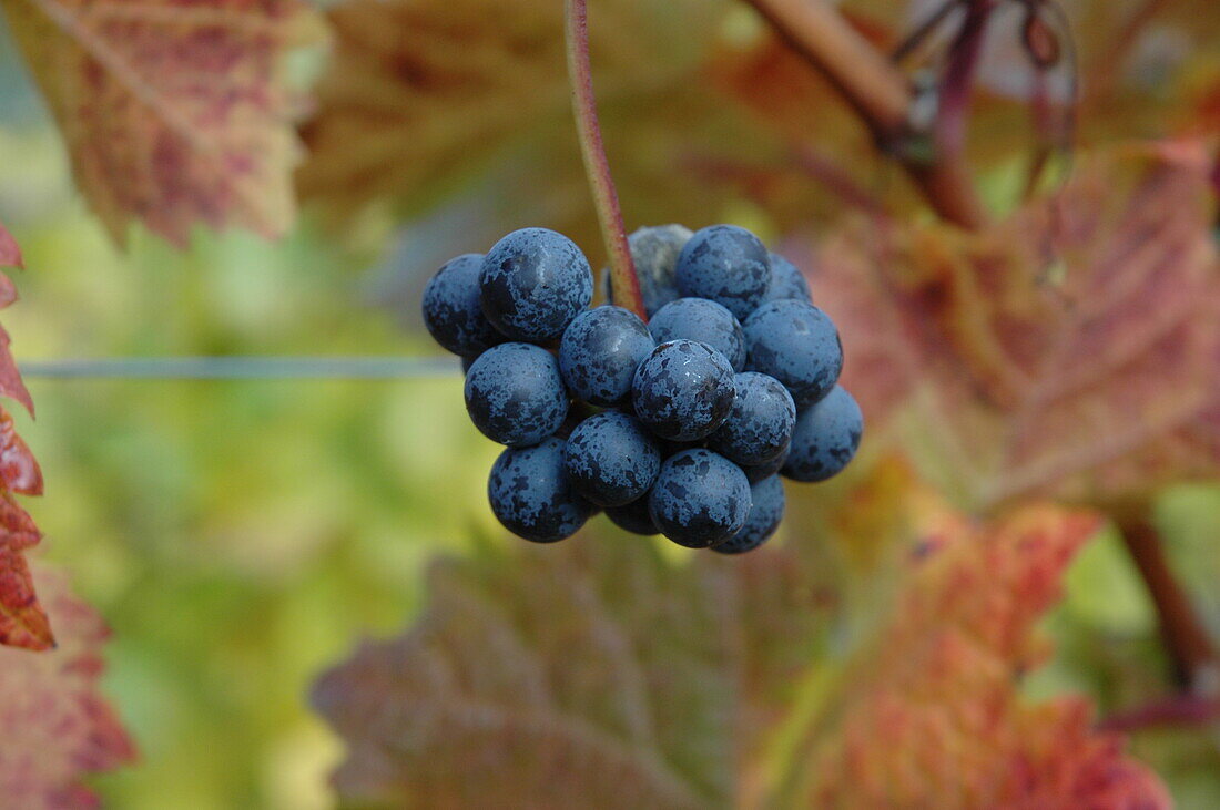 Vitis vinifera, blau