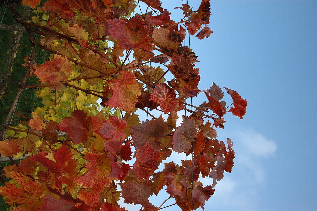 Vitis vinifera