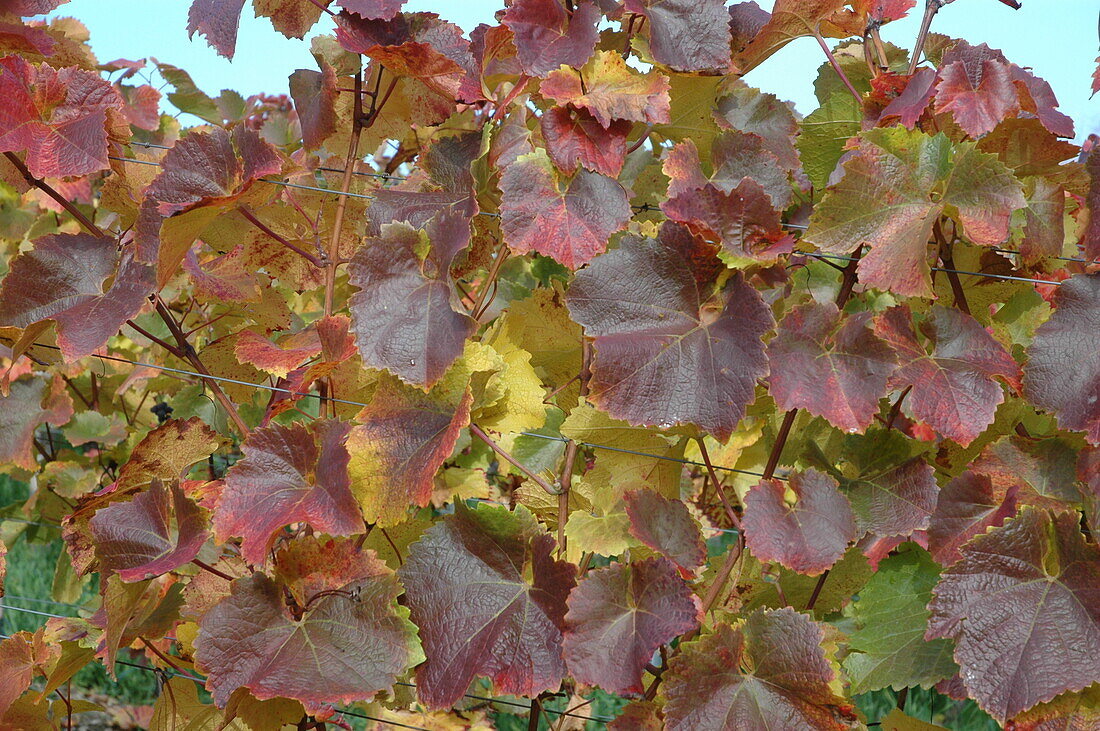 Vitis vinifera