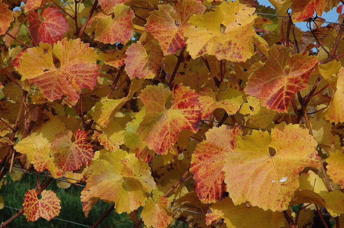 Vitis vinifera