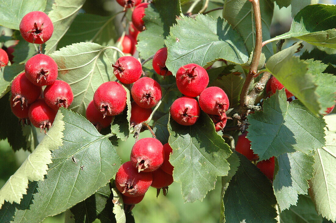 Crataegus coccinea