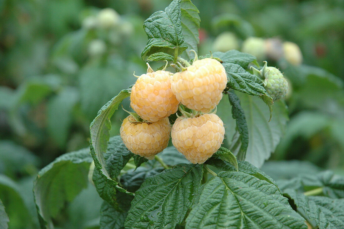 Rubus idaeus 'Poranna Rosa'®