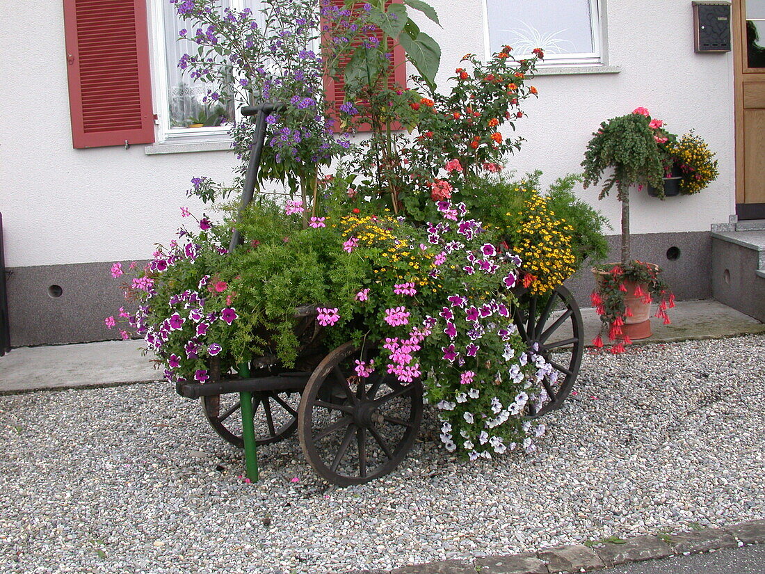 Planted wheelbarrow